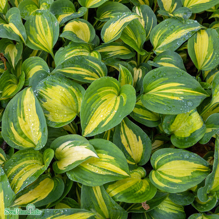 Hosta sieboldiana 'Great Expectations' A-kval