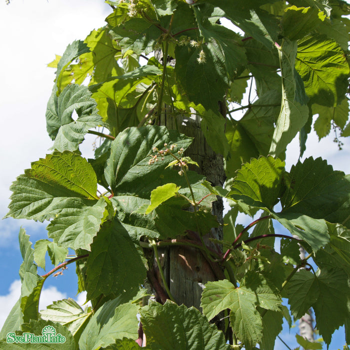 Humulus lupulus 'Hulla Norrgård' A-kval C2