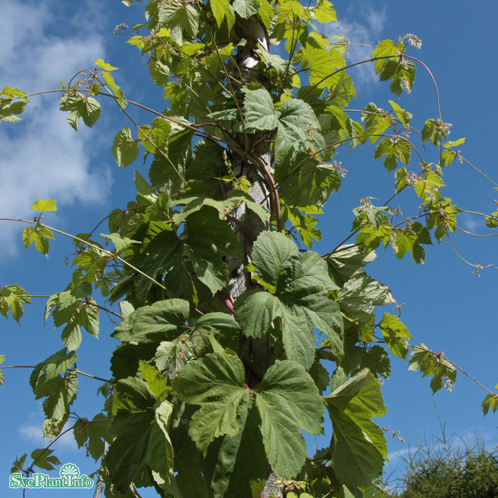 Humulus lupulus 'Hulla Norrgård' A-kval C2