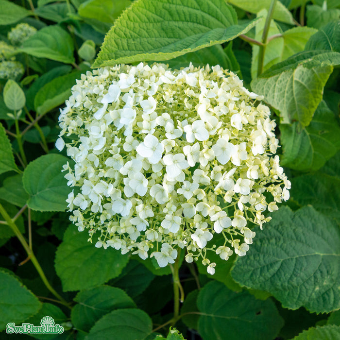 Hydrangea arborescens 'Strong Annabelle' C3 30-40cm