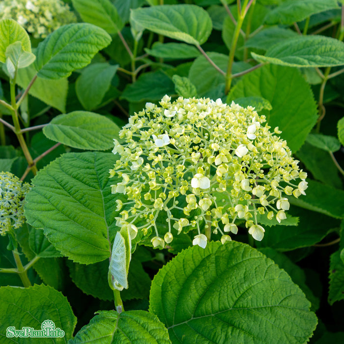 Hydrangea arborescens 'Strong Annabelle' C5