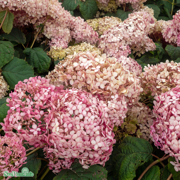 Hydrangea arborescens 'Candybelle Bubblegum' Busk C6