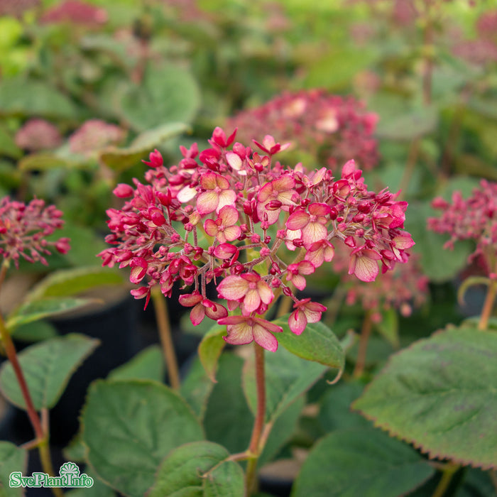 Hydrangea arborescens 'Ruby Annabelle' Busk C5