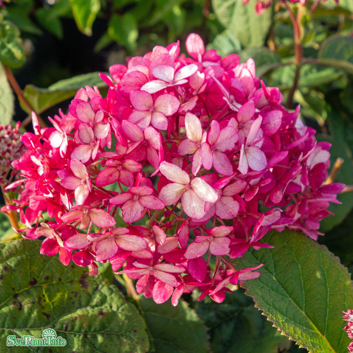 Hydrangea arborescens 'Ruby Annabelle' Busk C5