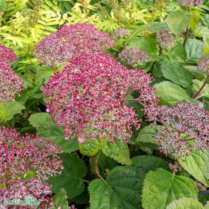 Hydrangea arborescens 'Sweet Annabelle' Busk C5