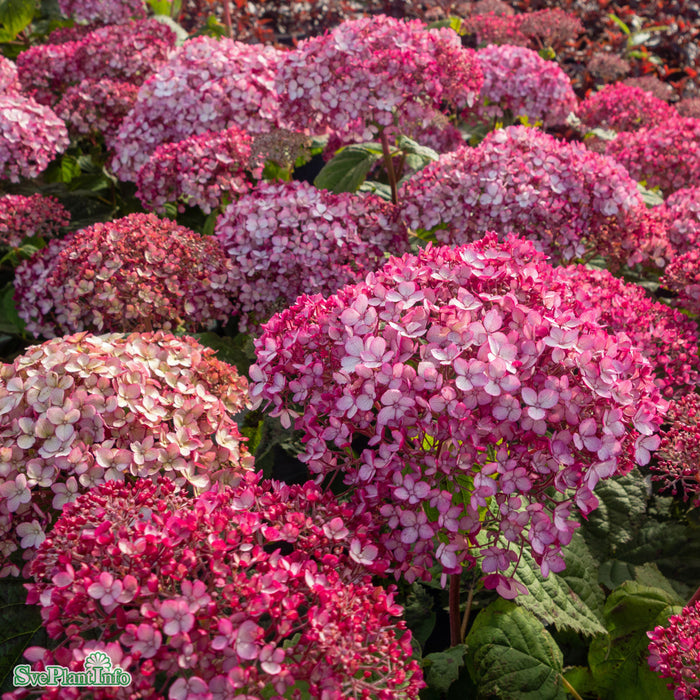 Hydrangea arborescens 'Sweet Annabelle' Busk C10