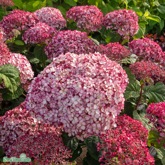 Hydrangea arborescens 'Sweet Annabelle' Busk C5
