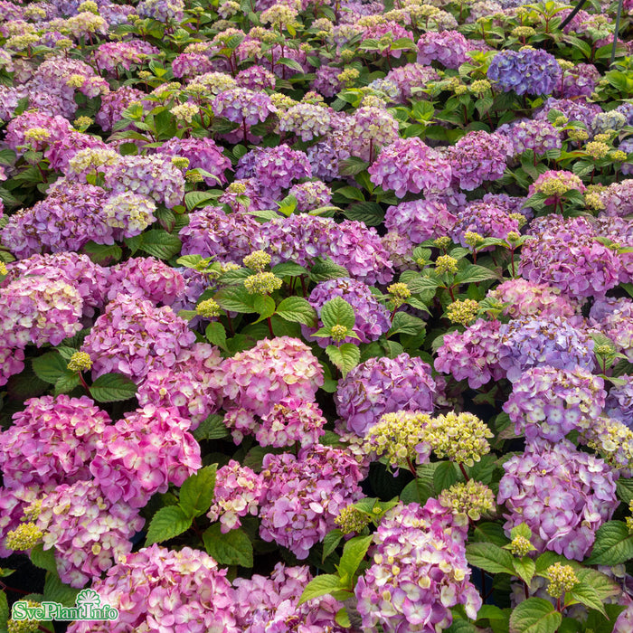 Hydrangea macrophylla 'Bloomstar' Busk C5