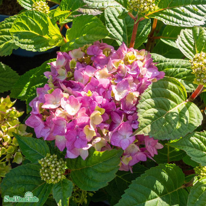 Hydrangea macrophylla 'Bloomstar' Busk C5
