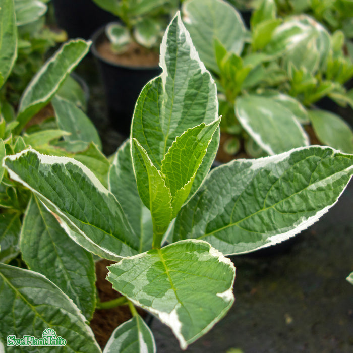 Hydrangea macrophylla 'Light-O-Day' Busk C5