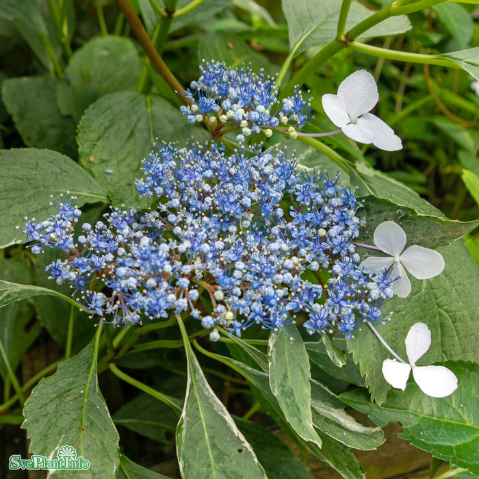 Hydrangea macrophylla 'Light-O-Day' Busk C5