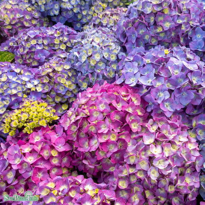 Hydrangea Endless Summer 'SummerLove' lila Busk C5