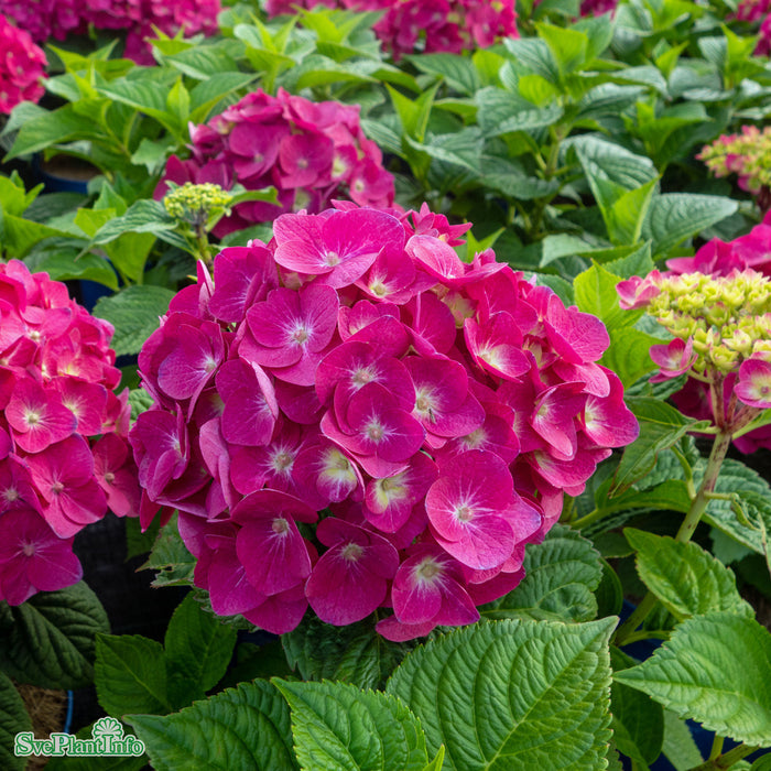 Hydrangea Endless Summer 'SummerLove' lila Busk C5
