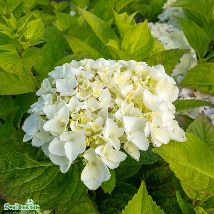 Hydrangea macrophylla The Bride  Busk C5