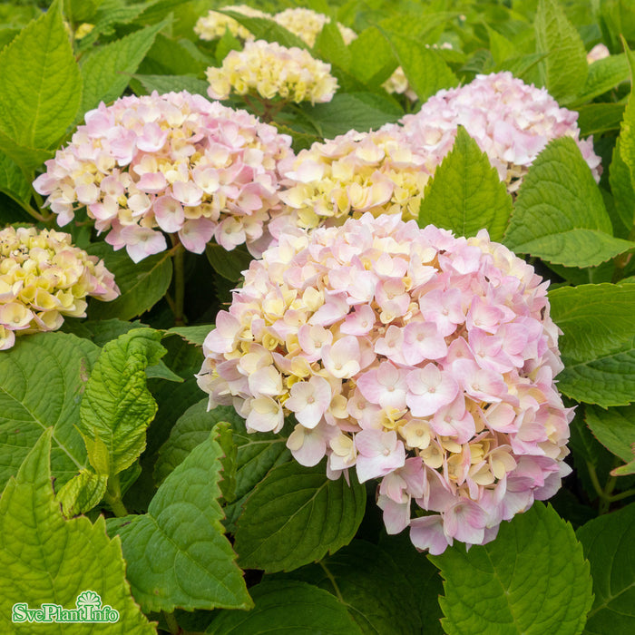 Hydrangea macrophylla The Original Busk C5