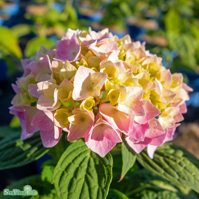 Hydrangea macrophylla The Original Busk C5