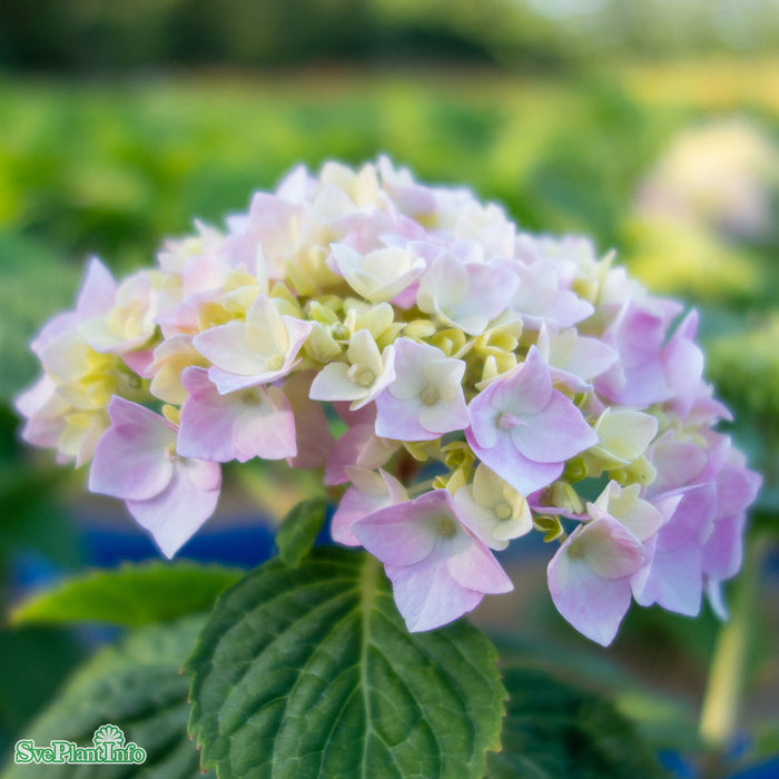 Hydrangea macrophylla The Original Busk C5