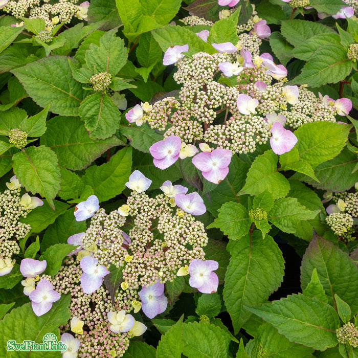 Hydrangea macrophylla 'Twist-N-Shout' Busk C5