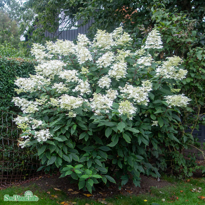 Hydrangea paniculata 'Mustila' Busk C5