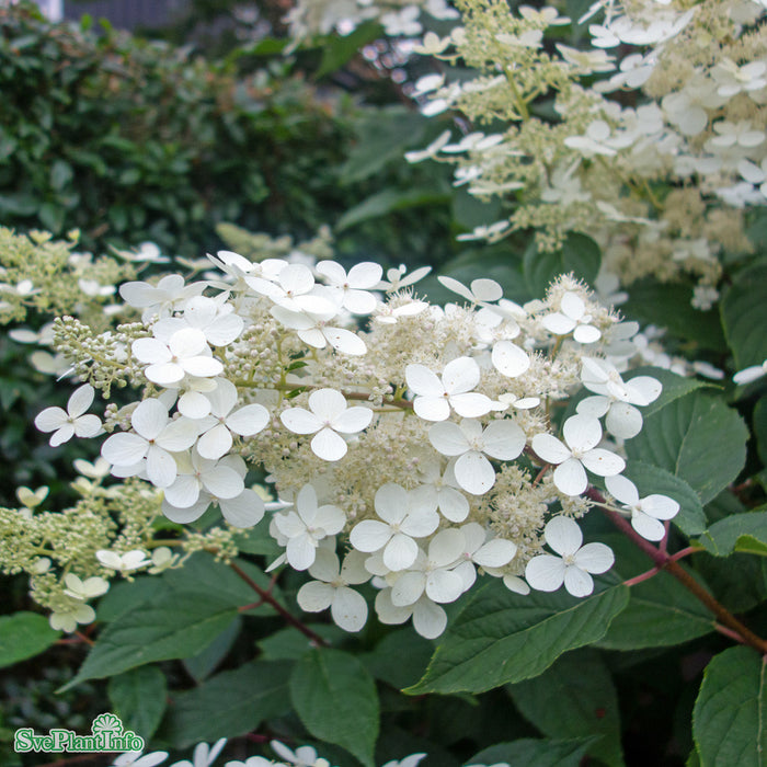 Hydrangea paniculata 'Mustila' Busk C5