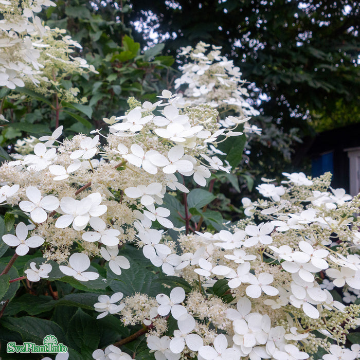 Hydrangea paniculata 'Mustila' Busk C5