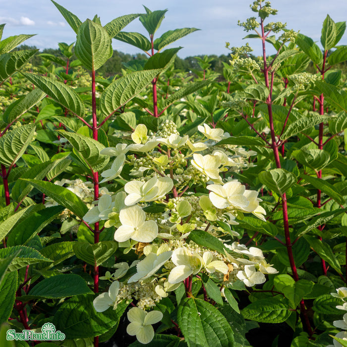 Hydrangea paniculata 'Wim's Red' C18 XXL Högstam 125cm
