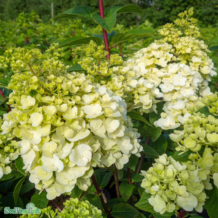 Hydrangea paniculata 'Diamond Rouge' Busk C5