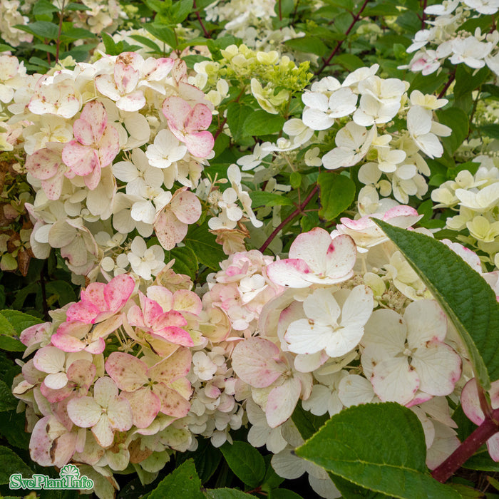 Hydrangea paniculata 'Diamond Rouge' Busk C5