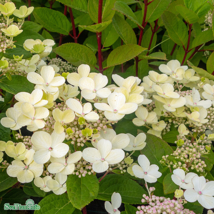 Hydrangea paniculata 'Early 'Sensation' Busk C20