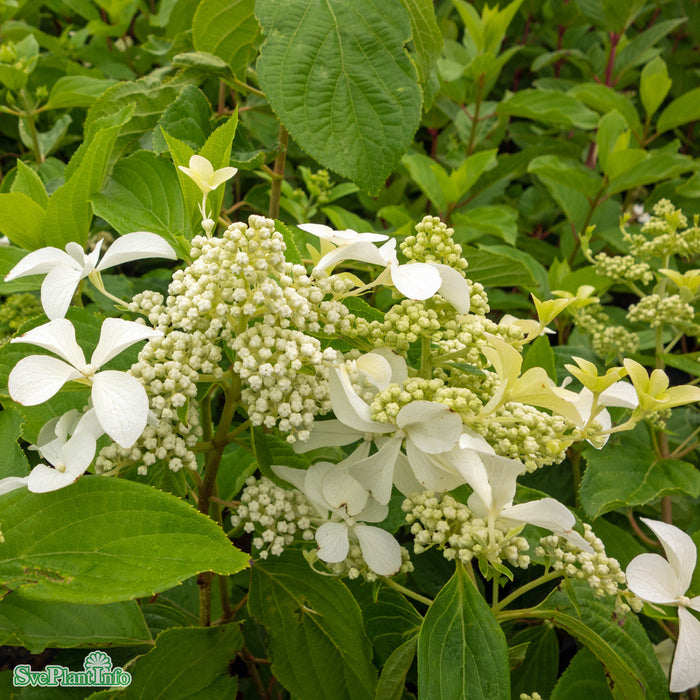 Hydrangea paniculata 'Great Star' Busk C5