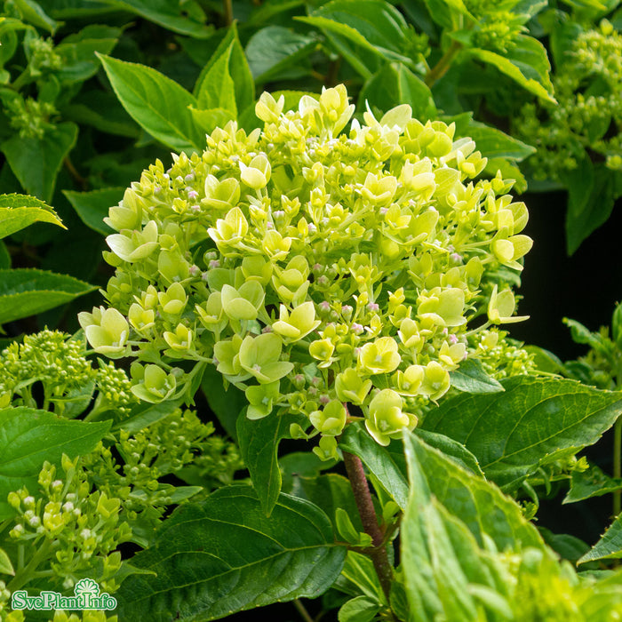 Hydrangea paniculata 'Little Lime' Busk C5