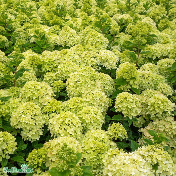 Hydrangea paniculata 'Little Lime Jane' Stam 50cm C10