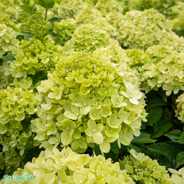 Hydrangea paniculata 'Little Lime Jane' Busk C3,5