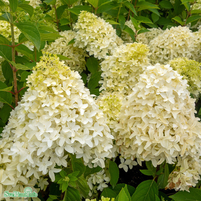 Hydrangea paniculata 'Skyfall' Busk C6