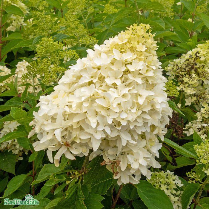 Hydrangea paniculata 'Skyfall' Busk C6