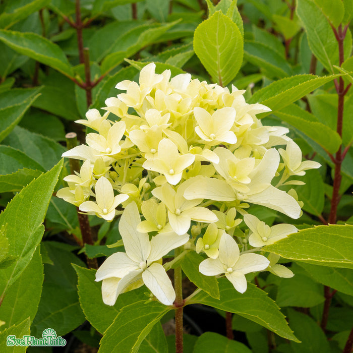 Hydrangea paniculata 'Skyfall' Busk C5