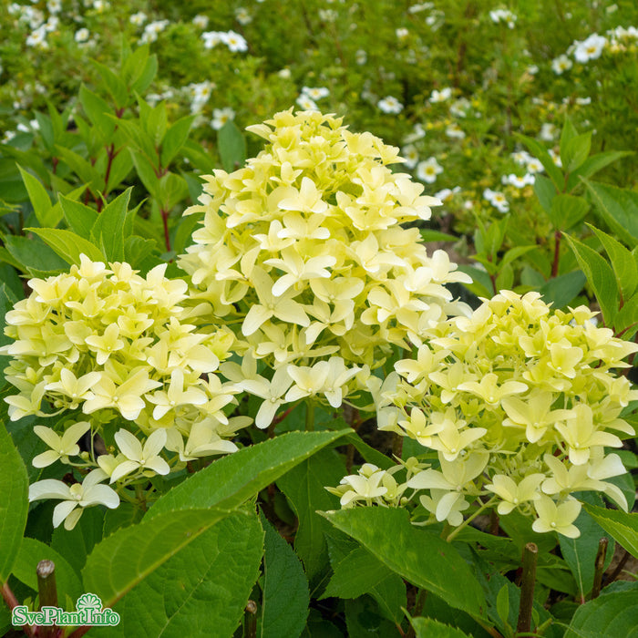 Hydrangea paniculata 'Skyfall' Busk C6
