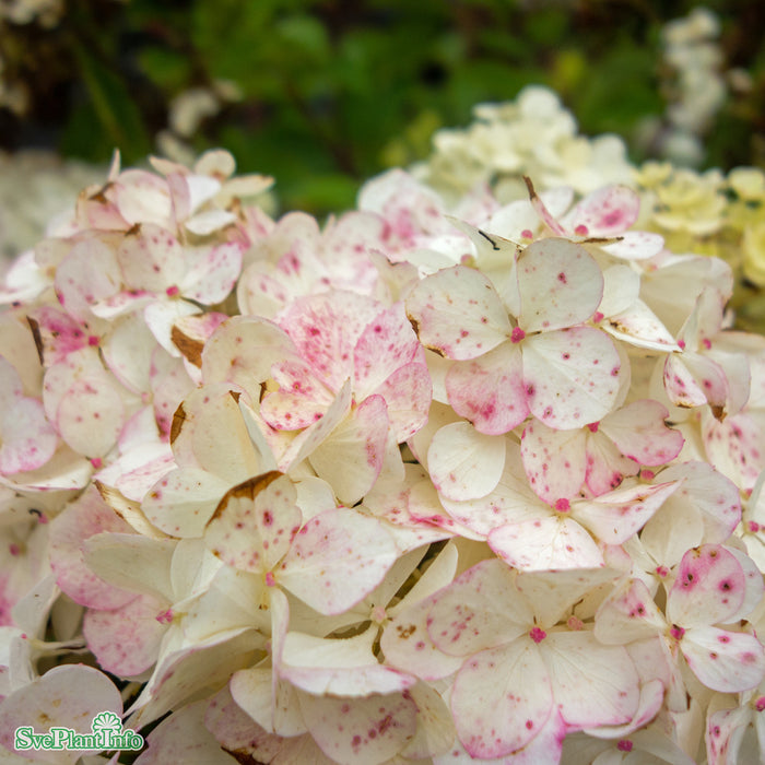 Hydrangea paniculata 'Vanille-Fraise' Busk C4,6