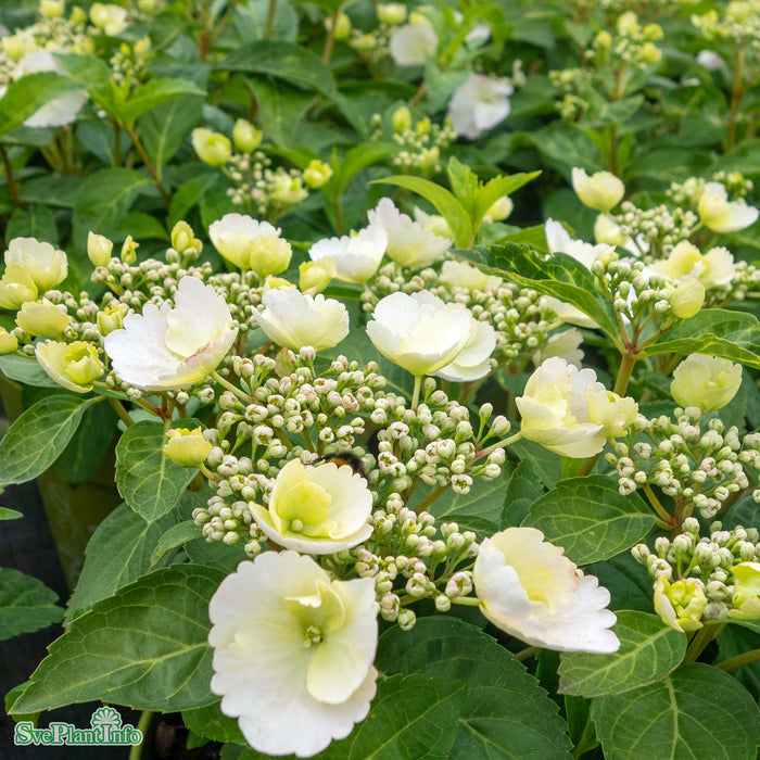 Hydrangea Runaway Bride Snow White Busk C3,5 50-60cm