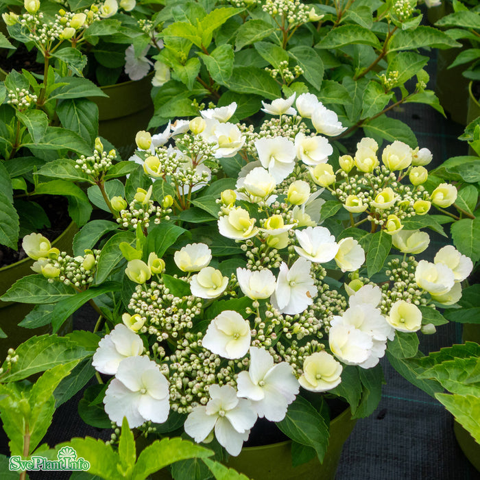 Hydrangea Runaway Bride Snow White Busk C6