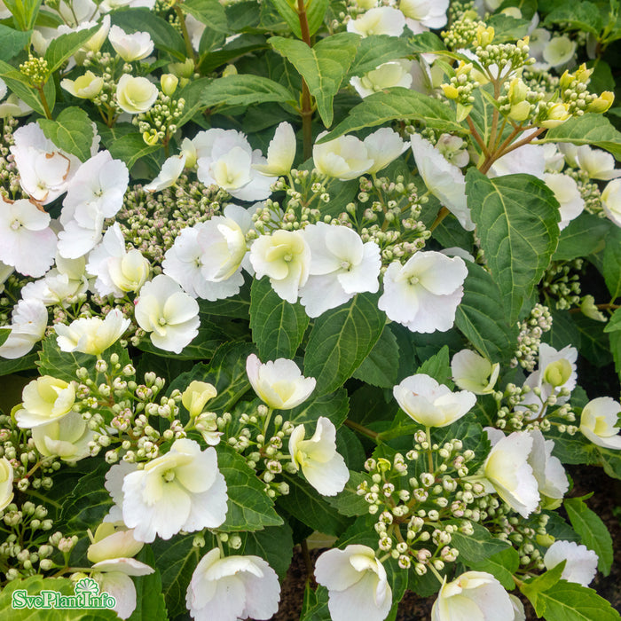 Hydrangea macrophylla 'Runaway Bride' Busk C6