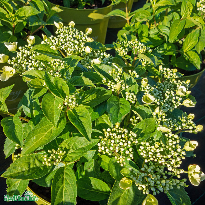 Hydrangea Runaway Bride Snow White Busk C6