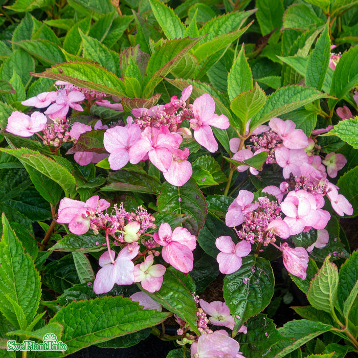 Hydrangea serrata 'Koreana' C6