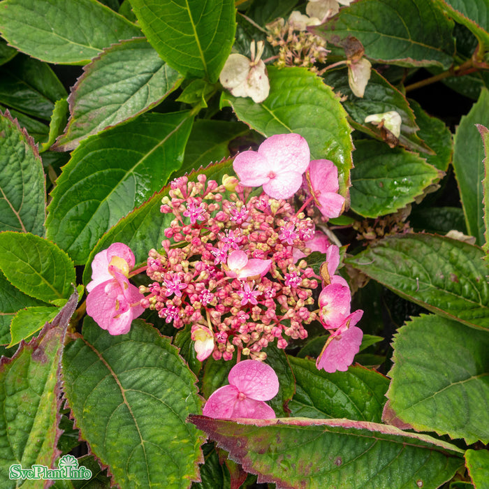 Hydrangea serrata 'Koreana' C6