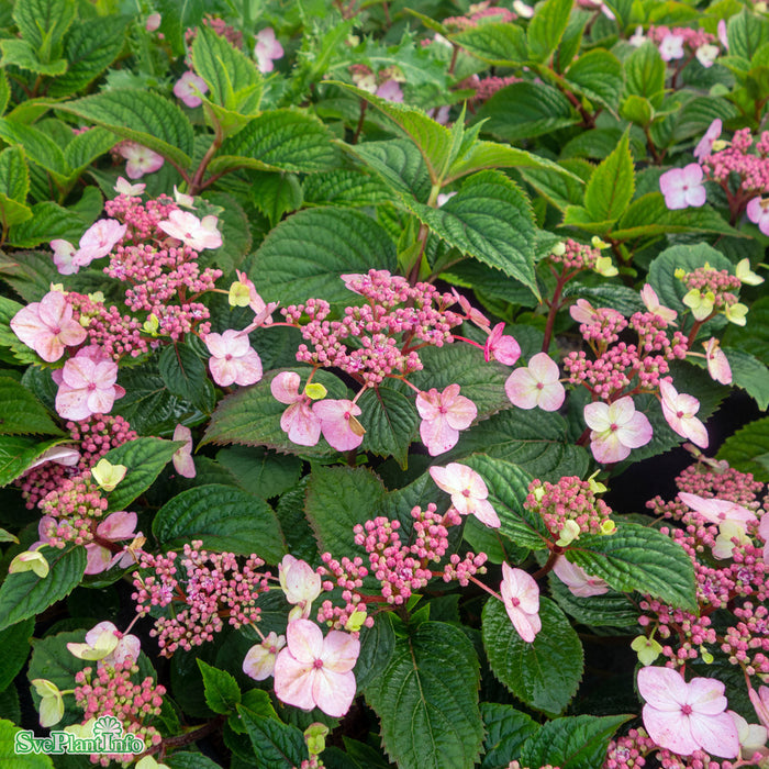 Hydrangea serrata 'Lamona' C3,5