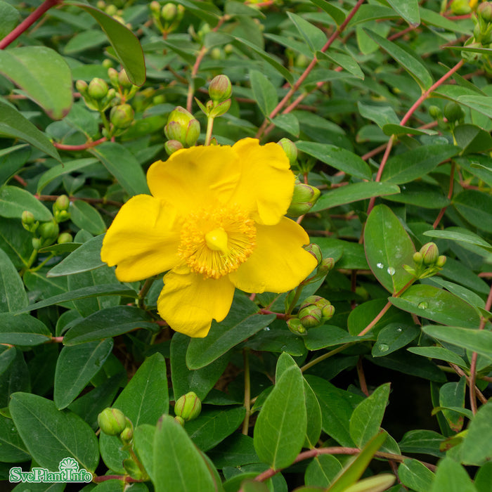 Hypericum 'Hidcote' Busk C5