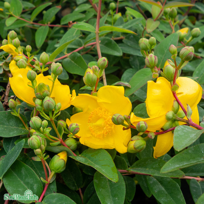 Hypericum 'Hidcote' Busk C5