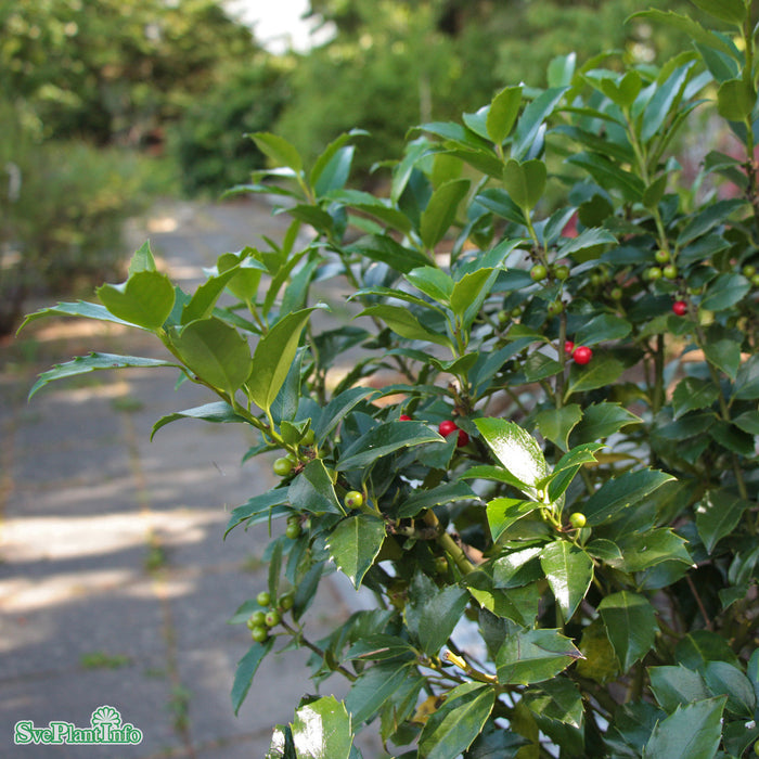 Ilex meserveae 'Blue Maid'  Stam 80 cm C16,5