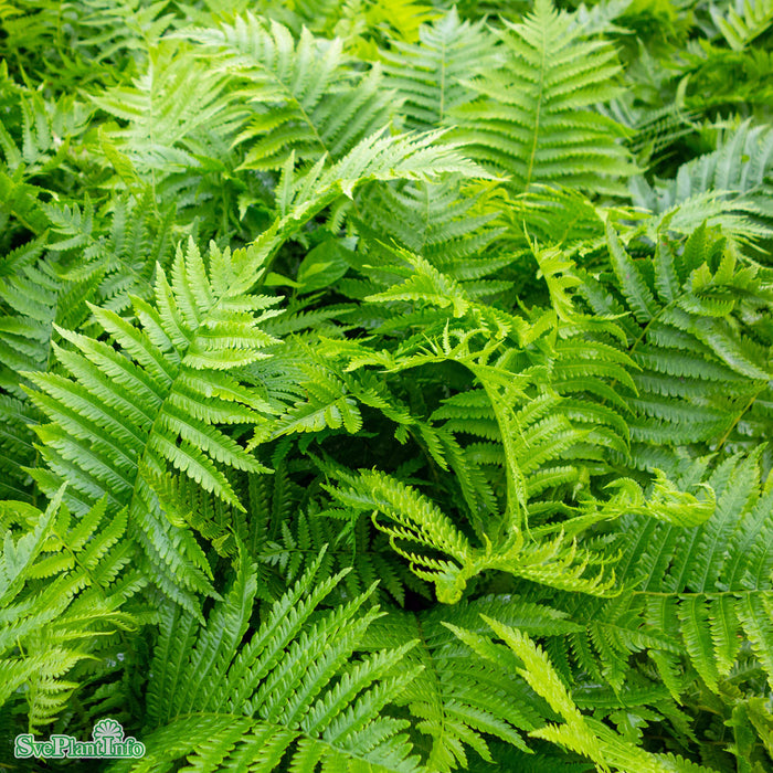 Dryopteris affinis A-kval