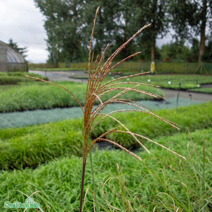 Miscanthus sinensis 'Graziella' A-kval C6